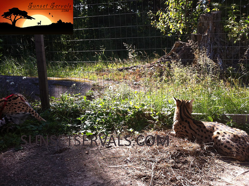 serval cat kitten available canada ontario united states worldwide savannah f1 f2 f3 f4 f5 f6 caracal